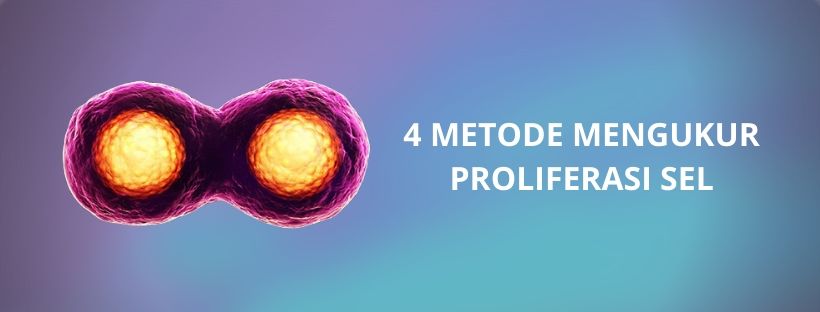 4 metode mengukur proliferasi sel