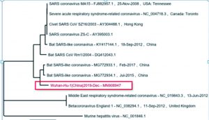 Gambar 2. Pohon filogenetik Wuhan-Hu-1 (kotak merah) terhadap coronavirus lainnya (NCBI, 2020)