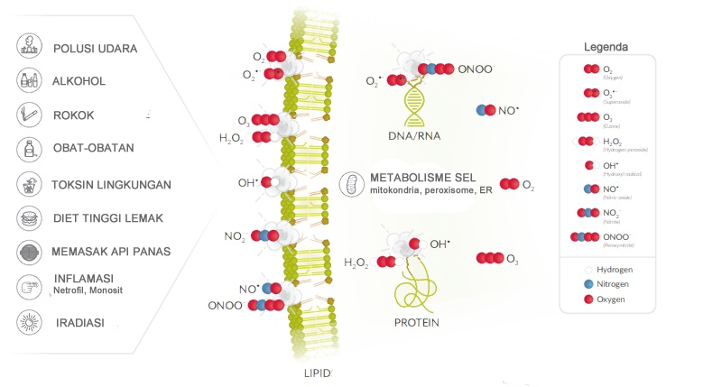 Gbr 1. Sumber ROS/RNS dan pengaruhnya pada DNA/RNA, protein dan lipid