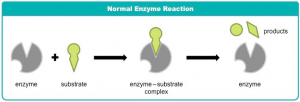 Gambar 1. Reaksi Normal Enzim