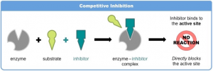 Gambar 2. Reaksi Inhibisi Enzim Kompetitif