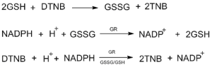 Gambar 3. Reduksi GSSG menjadi GSH oleh glutathione reductase