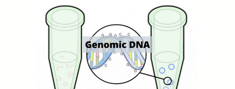 Genomic DNA - PT Indogen Intertama