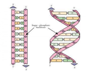 RNA single Helix