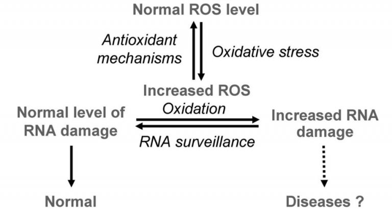 Kit Stress Oksidatif dari Cell Biolabs Bag 2 – Deteksi Kerusakan dan ...