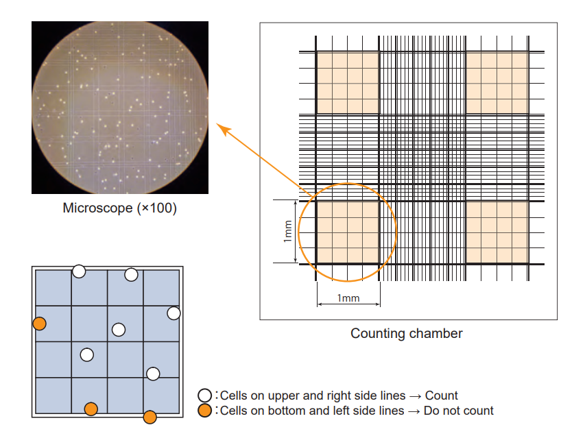 amati cell