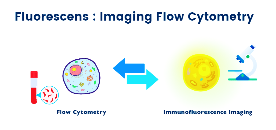 Gambar 2. Produk-produk flow cytometry dapat digunakan juga untuk immunofluorescence imaging