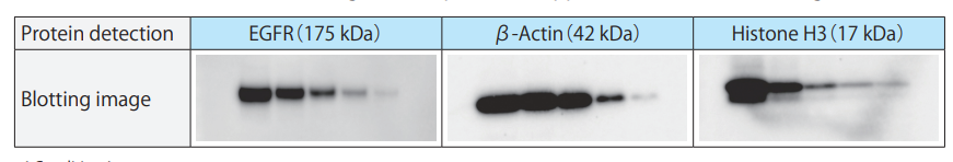 Gamba4 14. Hasil Visualisasi Western Blot oleh team Nacalai Tesque Japan