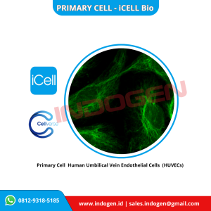 Gambar 1. Primary cell Human Umbilical Endothelial Cells (HUVEC) merk IcellBio