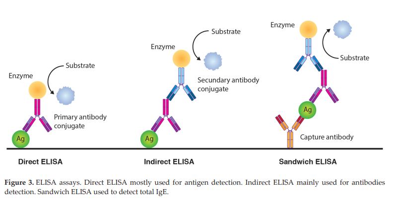 Gambar 1. Prinsip Direct ELISA, Indirect ELISA, dan Sandwich ELISA