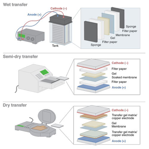 Gambar 12. Ilustrasi sandwich dan proses transfer membrane Western Blot