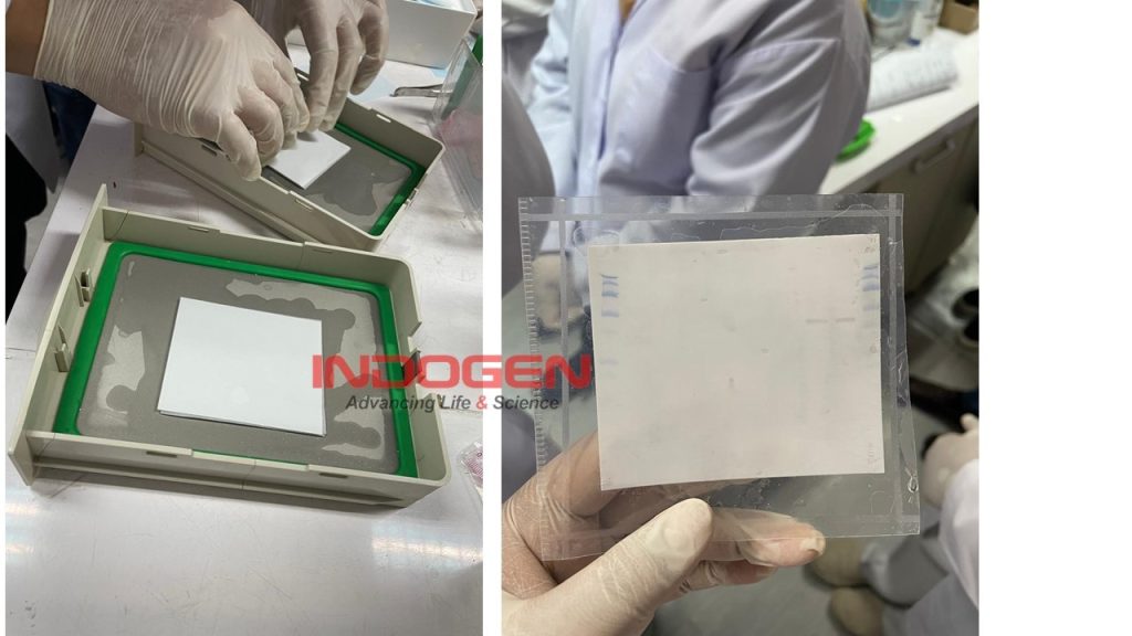 Gambar 13. Bagian Kiri adalah Proses Membran Transfer, dan Bagian Kanan adalah Hasil Visualisasi Western Blot menggunakan Kolorimetri