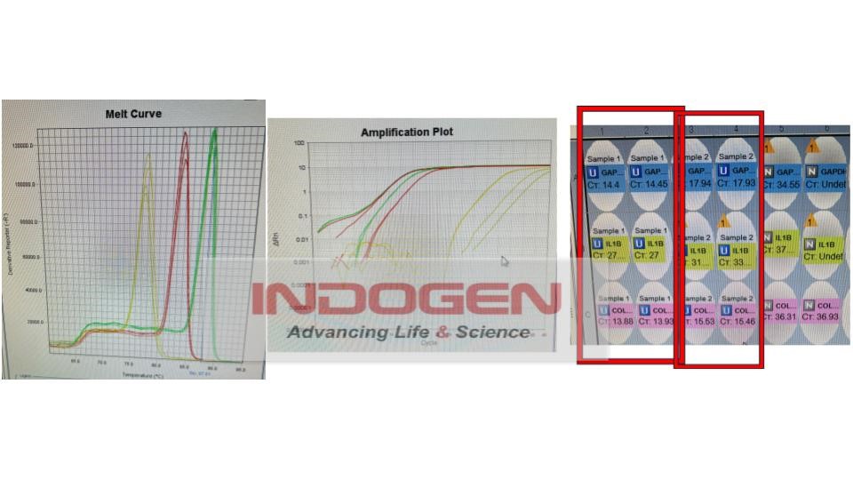 Gambar 14. Hasil running pada mesin RT-PCR