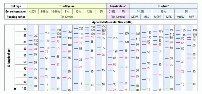 Gamba4 14. Hasil Visualisasi Western Blot oleh team Nacalai Tesque Japan