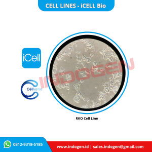 Gambar 2.Foto cell line merk IcellBio (CellVerse) - dokumentasi pribadi.