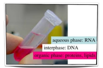 Gambar 9. Fase Separasi Isolasi RNA