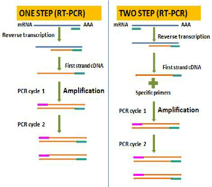 one step rt pcr