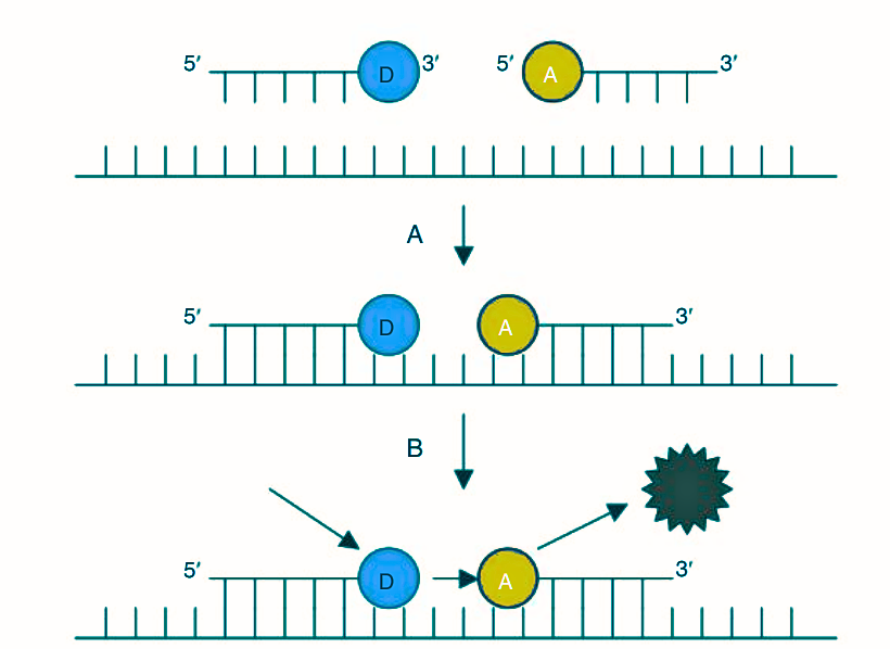 Gambar 1. Dual-oligonucleotide FRET. A, Dua probe berlabel annealing pada produk PCR saat terakumulasi. Satu probe dye fluoresens donor (D) ujung 3' dan probe dye akseptor (A) ujung 5'. Dua probe tersebut annealing pada produk PCR dari kepala-ke-ekor. Sumber sinar dari platform PCR mengeksitasi dye fluoresens donor sehingga donor mentransfer energi ini ke akseptor. Dye akseptor tereksitasi dan memancarkan cahaya fluoresens, dibaca oleh platform. (Sumber: Steven D. Malhen, 2023)