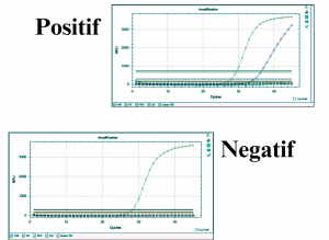 Gambar 1. Hasil positif dan negatif penggunaan geneMAP™ Monkeypox PCR Detection Kit (sumber genmarcomtr)