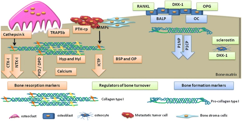 Gambar 1. Biomarker Tulang untuk Penilaian Klinis Osteoporosis