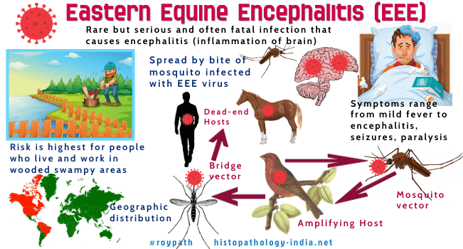 Gambar 3. Infeksi Patogen Eastern Equine Encephalitis (EEE)