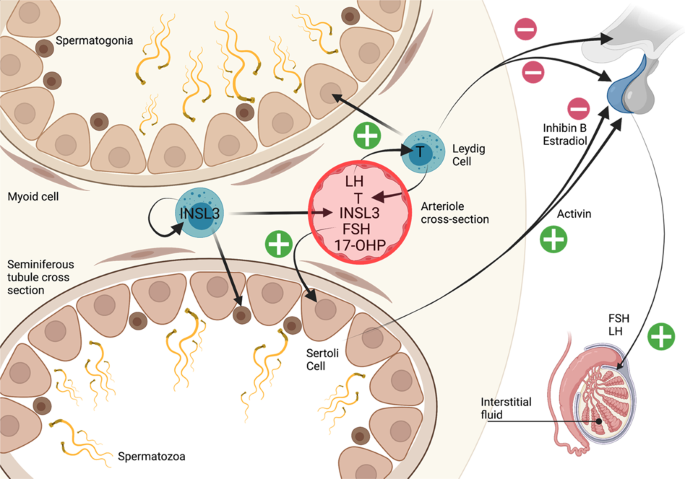 Gambar 1. Biomarker serum baru infertilitas pria dan testosteron intratestis