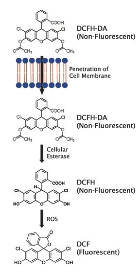 Gambar 2. Proses pewarnaan Floresensi Kit ROS Assay Cell Biolabs