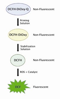 Gambar 3. Proses Fluorosensi Kit Assay ROS plus RNS In Vitro Cell Biolabs