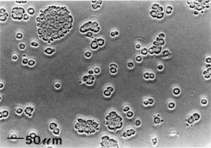 Gambar 1. Sf9 Cell line