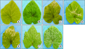 Gambar 1. Skala penyakit embun tepung (1–7) dikembangkan untuk mencatat tingkat keparahan penyakit pada aksesi labu. (A) 1=tidak ada gejala, (B) 2=10%, (C) 3=20%, (D) 4=30%, (E) 5=50%, (F) 6=80%, (G) 7=100%