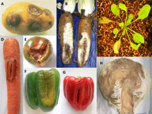 Gambar 4. Gejala khas penyakit busuk lunak yang disebabkan oleh Dickeya pada berbagai inang. A. Umbi kentang. B. Akar sawi putih. C. Arabidopsis. D. Wortel. E. Tomat. F. Paprika hijau. G. Paprika merah. H. Kubis. Foto-foto sawi putih dan Arabidopsis disediakan oleh M. Begnigni (Federasi Produsen Sawi Putih Prancis) dan F. Van Gijsegem