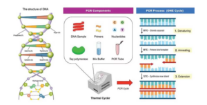 Gambar 1. Polymerase Chain Reaction (PCR)