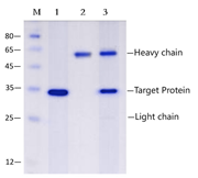 EA-TP-K001 DYKDDDDK-tagged Protein Purification Kit 1T 1