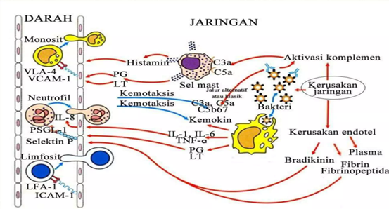 Gambar 1. Respon Imun terhadap Inflamasi