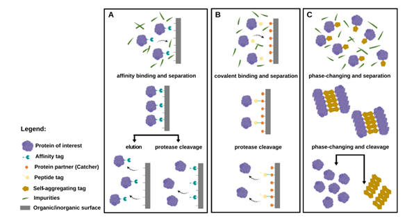 Gambar 2. Beberapa metode yang dapat digunakan untuk pemurnian protein (Freitas dkk., 2022)