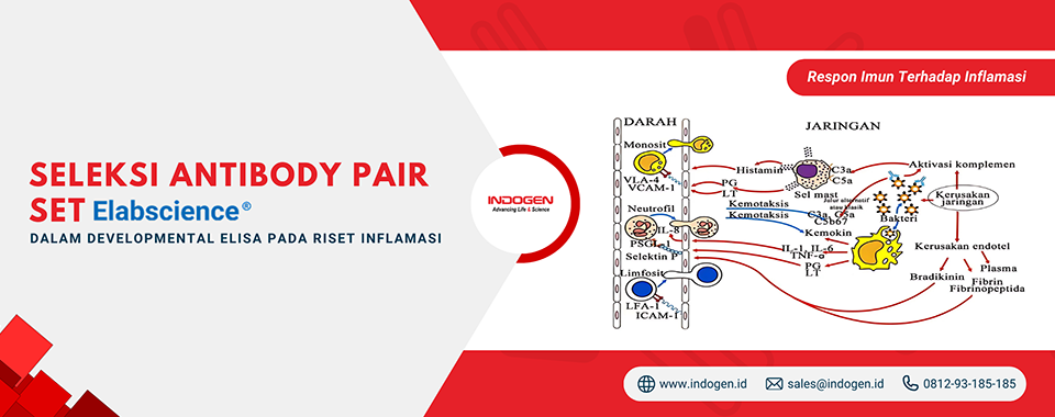 Seleksi Antibody Pair Set Elabscience Dalam Developmental Elisa Pada Riset Inflamasi