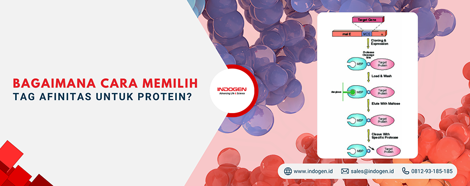 Bagaimana Cara Memilih Tag Afinitas untuk Protein