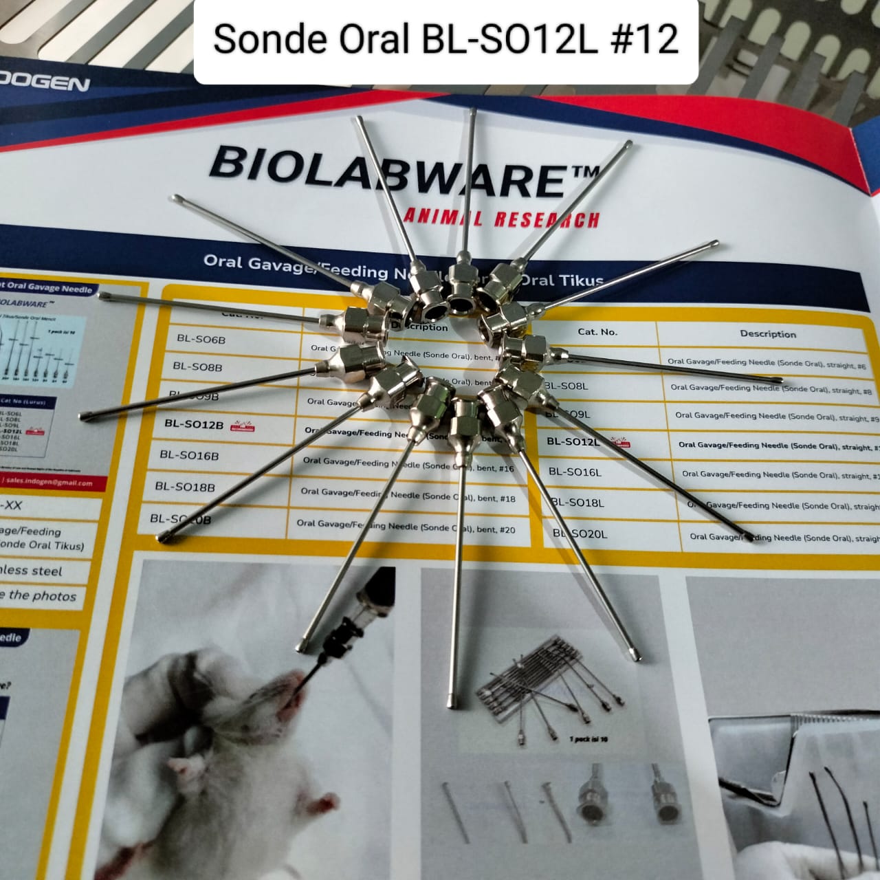 Oral Gavage Sonde Oral BL-SO12L