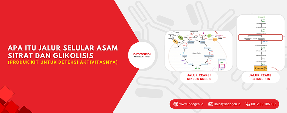 Apa itu Jalur Selular Asam Sitrat dan Glikolisis (Produk Kit untuk Deteksi Aktivitasnya)