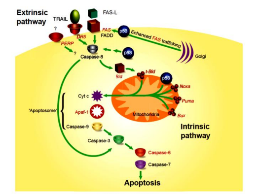 Gambar 1. Aktivasi sistem Caspase oleh sitokrom C.(Sumber: Ahsani, D.N. 2014)
