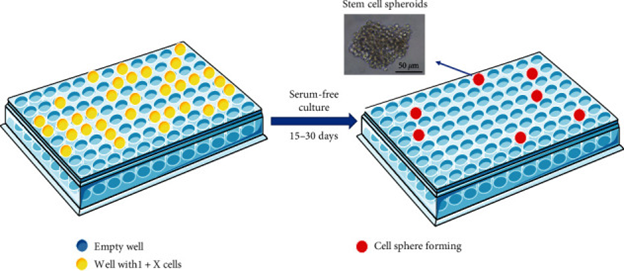 Gambar 1. Ilustrasi Isolasi GCSC melalui kultur serum-free secara in vitro.Sumber: https://pmc.ncbi.nlm.nih.gov/articles/PMC11178399/figure/fig2/