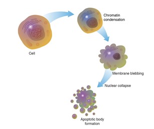 Gambar 1. Ilustrasi proses terjadinya apoptosis