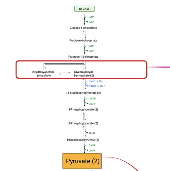 Gambar 1. Jalur Reaksi Glikolisis(Sumber:https://www.sciencedirect.com/science/article/pii/S0378432021001202?ref=pdf_download&fr=RR-2&rr=943957bdeea72c28)