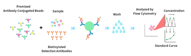 Gambar 1. Prinsip Multiplex ELISA (Elabscience)