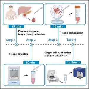 Gambar 1. Protokol Isolasi Sel Tunggal dari Jaringan Kanker Pankreas untuk Flow Cytometry (Song et al., 2023)