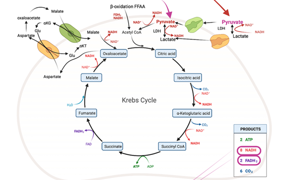 Gambar 2. Jalur Reaksi Siklus Krebs(Sumber:https://www.sciencedirect.com/science/article/pii/S0378432021001202?ref=pdf_download&fr=RR-2&rr=943957bdeea72c28)
