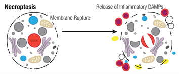 Gambar 3. Ilustrasi jalur kematian sel necroptosis.Sumber: https://blog.cellsignal.com/mechanisms-of-cell-death-necrosis-necroptosis