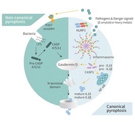 Gambar 4. Ilustrasi jalur kematian pyroptosis.Sumber: https://www.genetex.com/Research/Overview/cell_biology/Pyroptosis_Inflammation