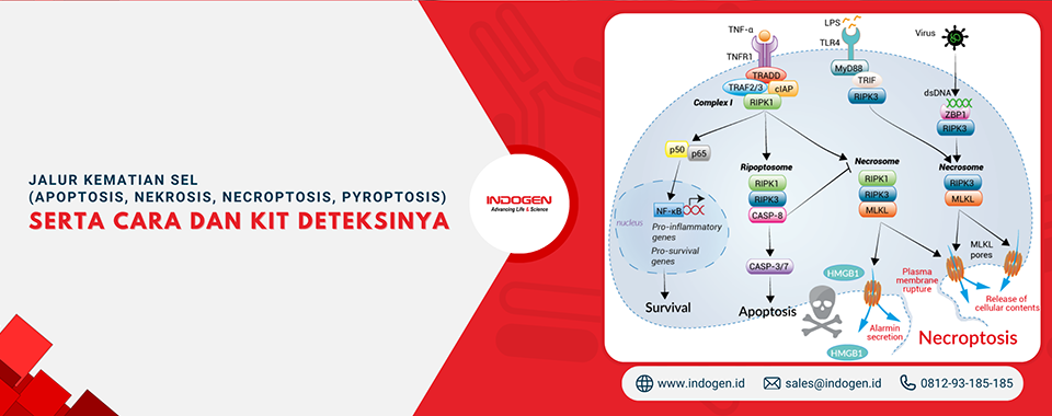 Jalur Kematian Sel (Apoptosis, Nekrosis, Necroptosis, Pyroptosis) serta Cara dan Kit Deteksinya