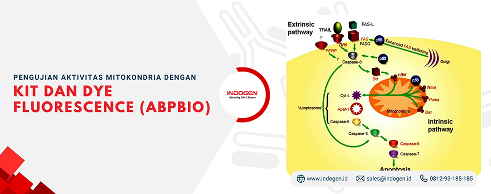 Pengujian Aktivitas Mitokondria dengan Kit dan Dye Fluorescence (ABPBio)